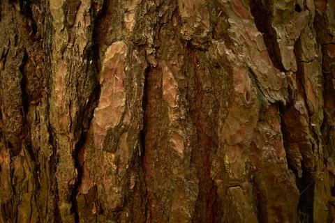 Textured pine bark. Patterned, uneven, grooved surface of pine tree trunk Stock Photos