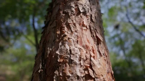 Textured Pine Tree Bark in Bright Sunlight for Nature Background Stock Footage 343574891