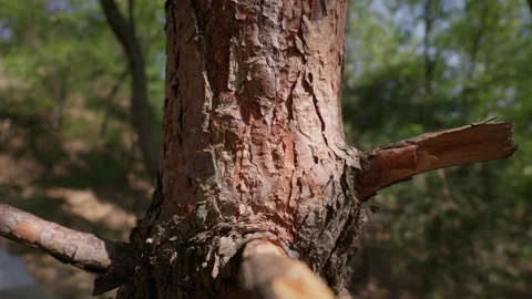 Textured Pine Tree Bark Standing in Natural Woodland Wilderness 스톡 동영상 343574841