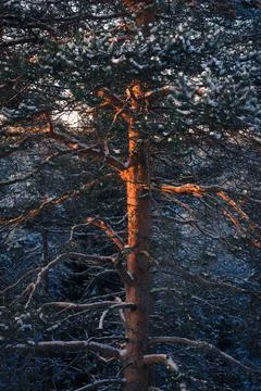 A textured pine tree trunk at sunset in winter. Stock Photos