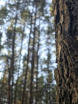 Textured pine trunk forest background Stock-Fotos