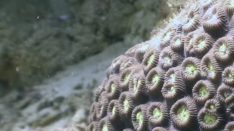 Textured Polyps Create a Stunning Ocean Floor Tapestry by Day Stock Footage 337495437