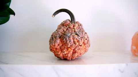 Textured Pumpkin Still Life Stock Footage 333832533