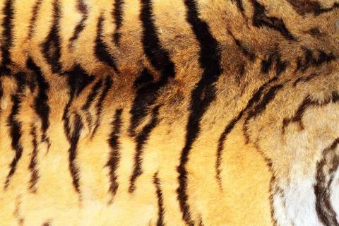 Textured real tiger pelt, pattern of wild cat fur Foto stock