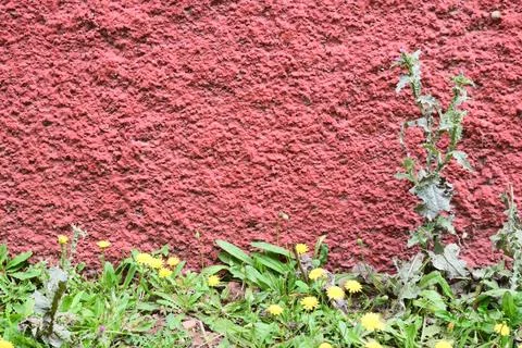 Textured Red Stucco Wall with Base Greenery Stock Photos