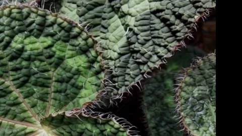 Textured Rex Begonia Leaf Macro Detail 4K Stock Footage 343763527