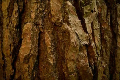 Textured rind of age pine tree. Dry Pinus sylvestris skin. Closeup image Stock Photos