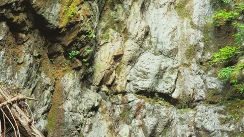 Textured rock cliff face covered in green moss and forest ferns Stock Footage 341911924