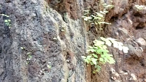 Textured Rock Face with Greenery Stock Footage 331070580