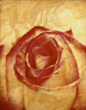 Textured rose Stock Illustration