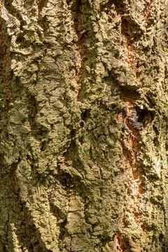 Textured Rough Surface of Tree Bark Stock Photos