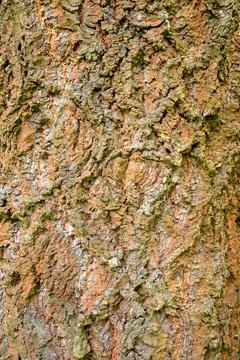 Textured Rough Surface of Tree Bark 写真素材