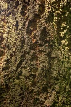 Textured Rough Surface of Tree Bark 스톡 사진