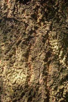 Textured Rough Surface of Tree Bark 스톡 사진