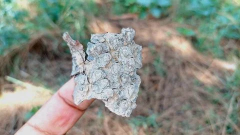 Textured Rough Tree Bark Piece Held Close Outdoors In Nature 库存照片