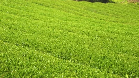 Textured rows of green tea plants covering hillside plantation in Jeju South Stock Footage 342967111
