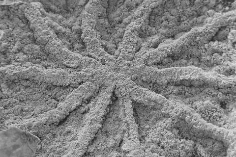 Textured Sand Patterns Resembling a Star or Sea Creature in Monochrome Stock Photos