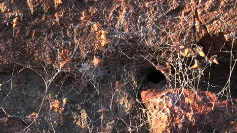 Textured sandstone background with cobweb surface close up UK 4K Stock Footage 149417388