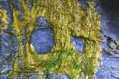 Textured Sea Cave Wall with Algae and Erosion at Sunset Cliffs San Diego Stock-Fotos