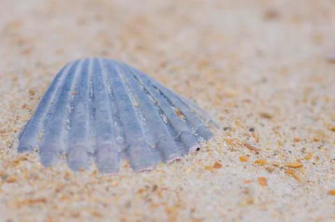 Textured Shell at ocean beach backdrop 스톡 사진