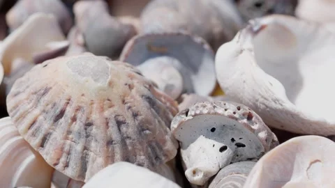 Textured shell patterns, coastal environments, Sunlight shoreline, macro Stock Footage 313047071