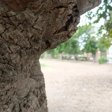 Textured side profile of large curving tree trunk knot with deep crevices Stock Photos