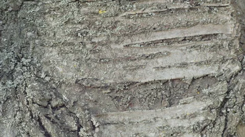 Textured sour cherry tree bark and ants 4K video Stock Footage 243330942