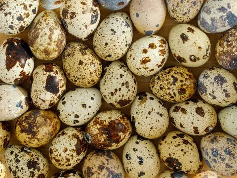 Textured spring background of many small quail eggs on wooden table Eco produ Stock Photos