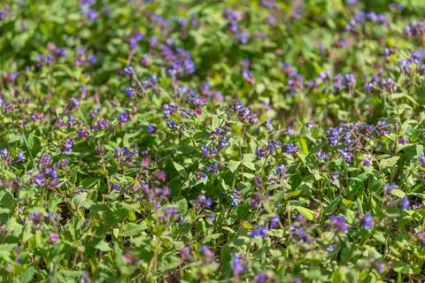 Textured spring carpet of tiny flowers, purple clusters interspersed with lus Stock Photos
