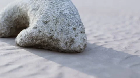 Textured Stone Resembling a Sea Creature Resting on a Sandy Shore Stock Footage 344908878
