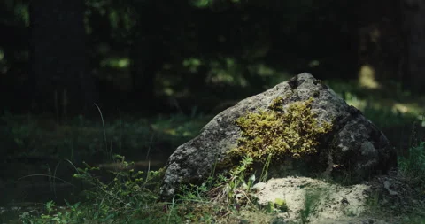 The textured stone, soft moss, wet plants and dark woodland Stock Footage 341671910