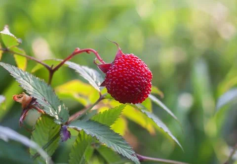 Textured strawberry raspberry fruit ripens in natural light. Vitality and s.. Stock Photos