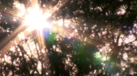 Textured Sun Peering Through Trees Stock Footage 44424110