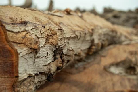 Textured Surface of Aged Wood Stock Photos