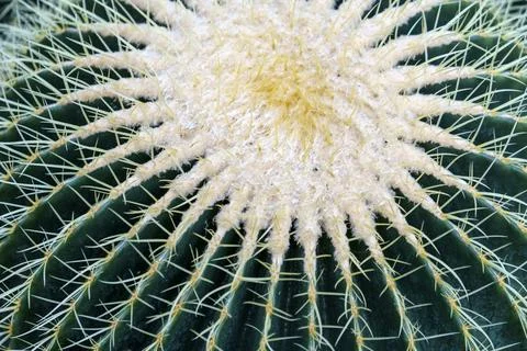 Textured surface of a cactus close-up Stock Photos