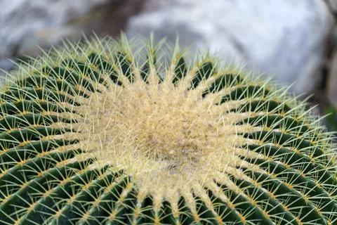 Textured surface of a cactus close-up Stock Photos