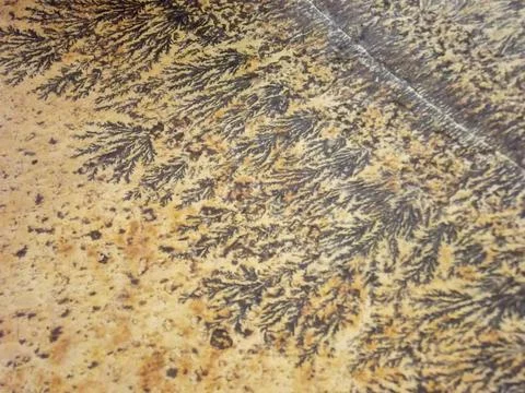 Textured Surface with Fern-like Patterns Stock Photos