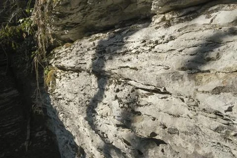 Textured surface of a limestone rock with rough texture and plants Stock Photos