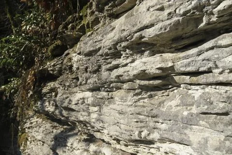 Textured surface of a limestone rock with rough texture and plants Stock Photos
