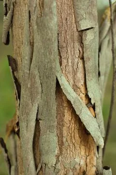 Textured surface of old Eucalyptus tree bark. Abstract natural pattern vertical Stock Photos