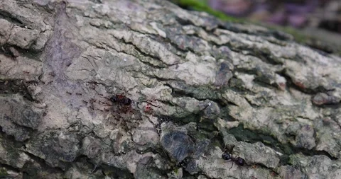 The textured surface of an old tree trunk. Video stock 314879696