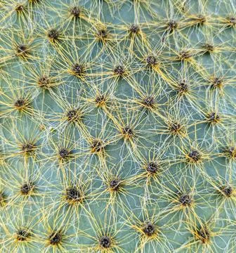 Textured surface of prickly pear cactus showcasing intricate patterns and c.. Stock Photos