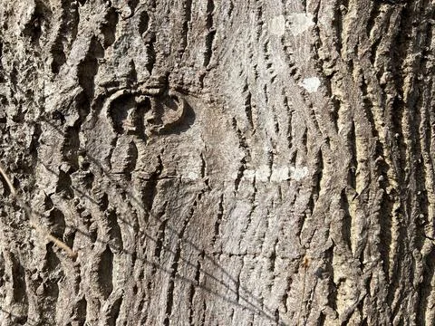 Textured surface of tree bark Stock Photos