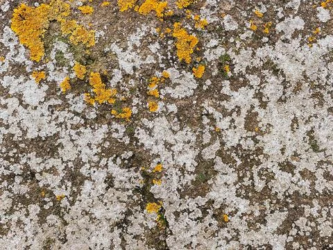 Textured surface of a weathered stone wall adorned with vibrant yellow lichen Stockfoto's