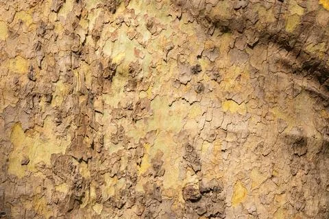 Textured surface of a weathered tree trunk reveals its intricate patterns a.. Stock Photos