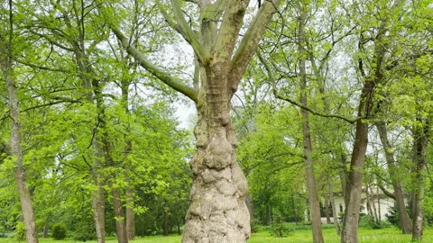 Textured Sycamore Tree Trunk Growing in a Vibrant Spring Park Stock Footage 335315770