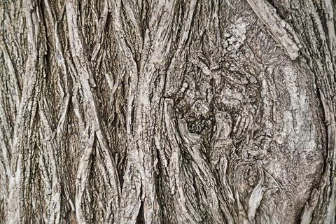 Textured texture with deep roughness of the bark of a long-growing tree close Stock Photos