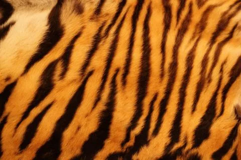 Textured tiger fur Stock Photos