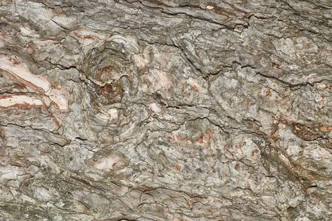 Textured tree bark background. Close up of old brown trunk. Rugged grey bar.. Stock Photos
