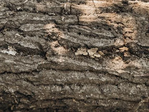 Textured Tree Bark Close-Up Close up of detailed brown rough bark texture w.. Stock Photos